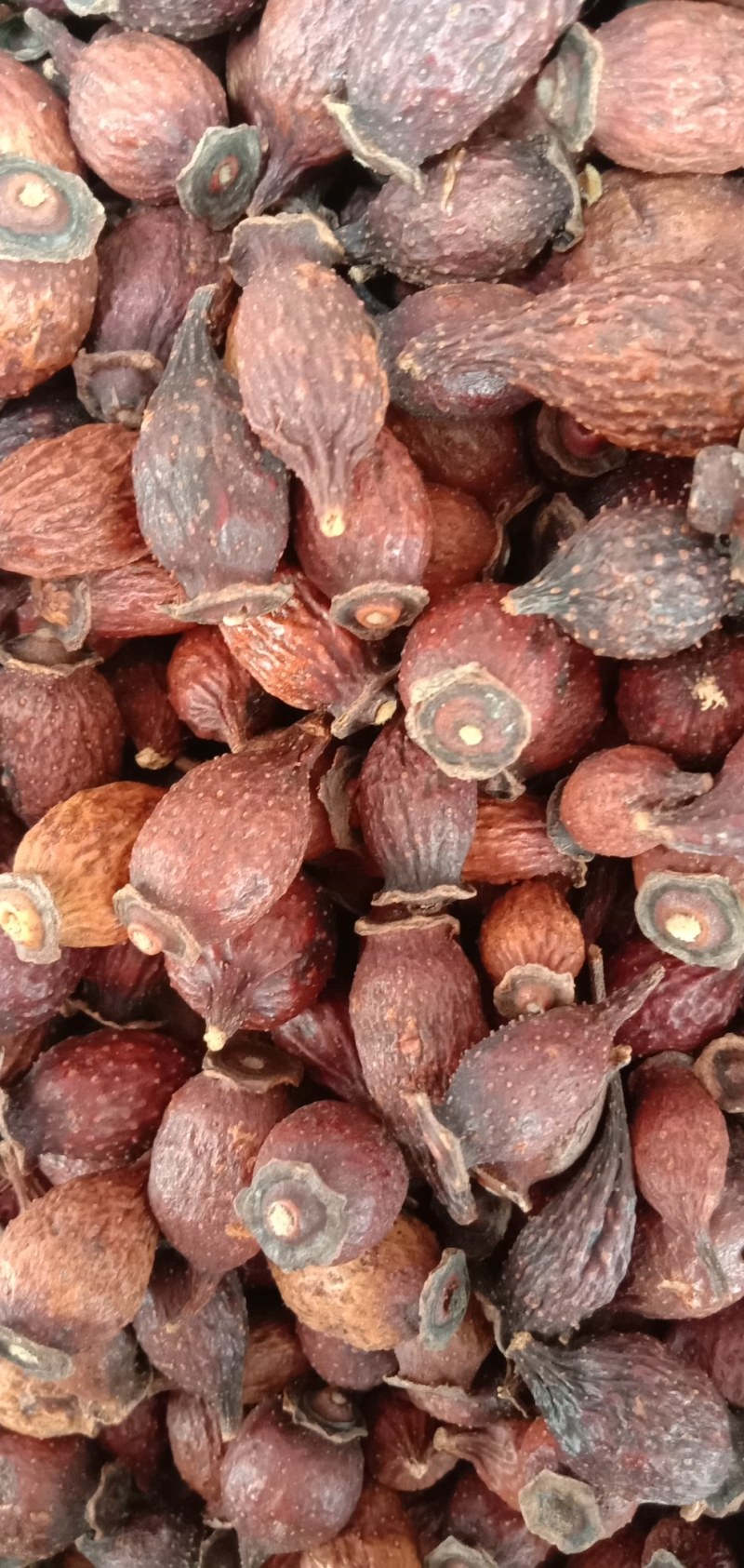 金樱子，中药材金樱子，泡酒