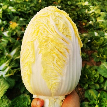 河南娃娃菜大娃小娃娃菜专业场地精品加工24H随时看货