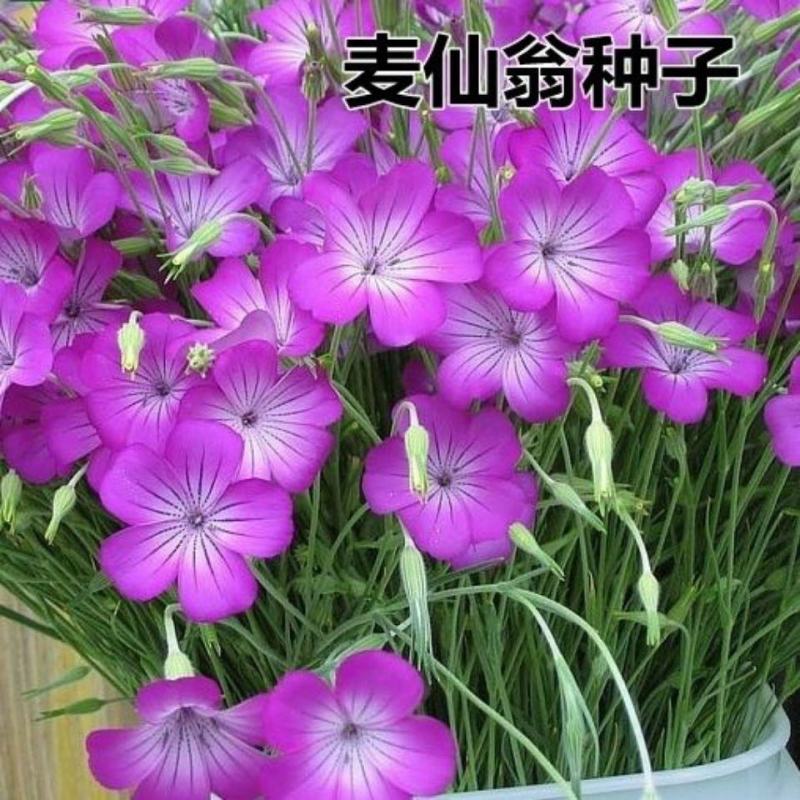 麦仙翁种子四季开不断耐旱易活室外庭院植物盆栽景观卉种子