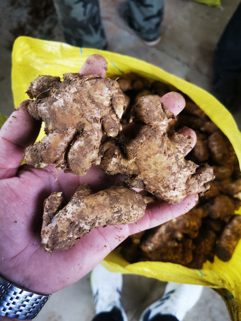 姜母批发货源充足价格美丽质量保证欢迎前来选购