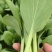 精品油菜安徽万亩上海青大中小颗油菜大量供应量大从优