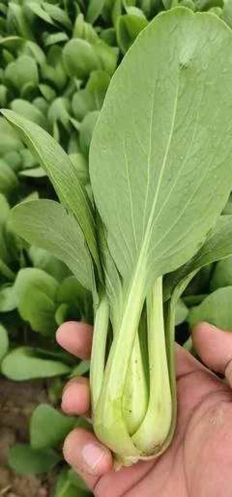 精品油菜安徽万亩上海青大中小颗油菜大量供应量大从优