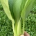 精品油菜安徽万亩上海青大中小颗油菜大量供应量大从优