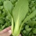 精品油菜安徽万亩上海青大中小颗油菜大量供应量大从优