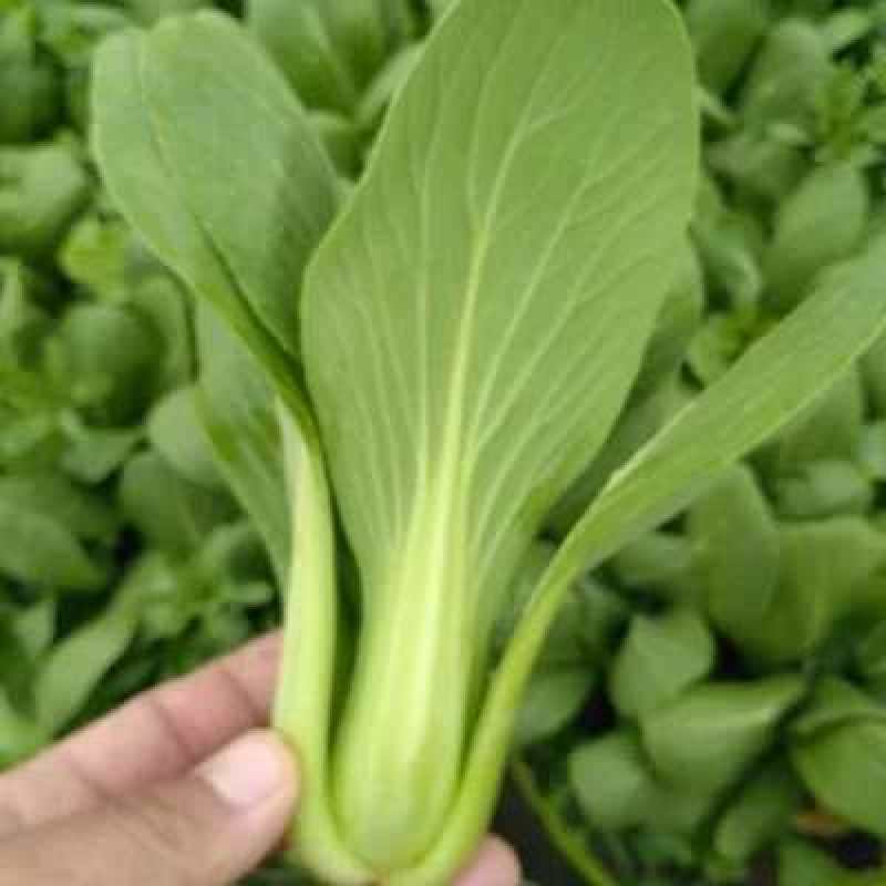 精品油菜安徽万亩上海青大中小颗油菜大量供应量大从优