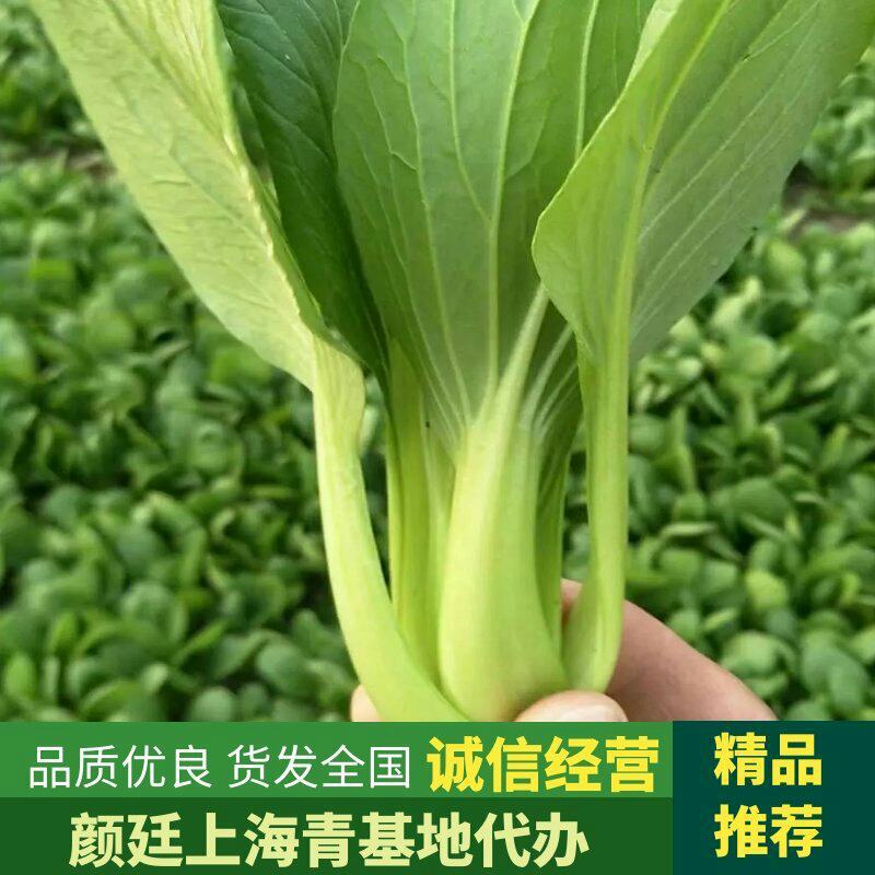 精品油菜安徽万亩上海青大中小颗油菜大量供应量大从优