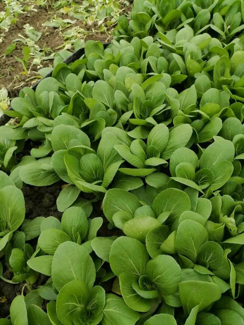 精品油菜安徽万亩上海青大中小颗油菜大量供应量大从优