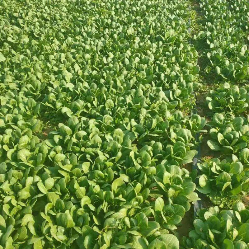 精品油菜安徽万亩上海青大中小颗油菜大量供应量大从优