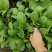 精品油菜安徽万亩上海青大中小颗油菜大量供应量大从优