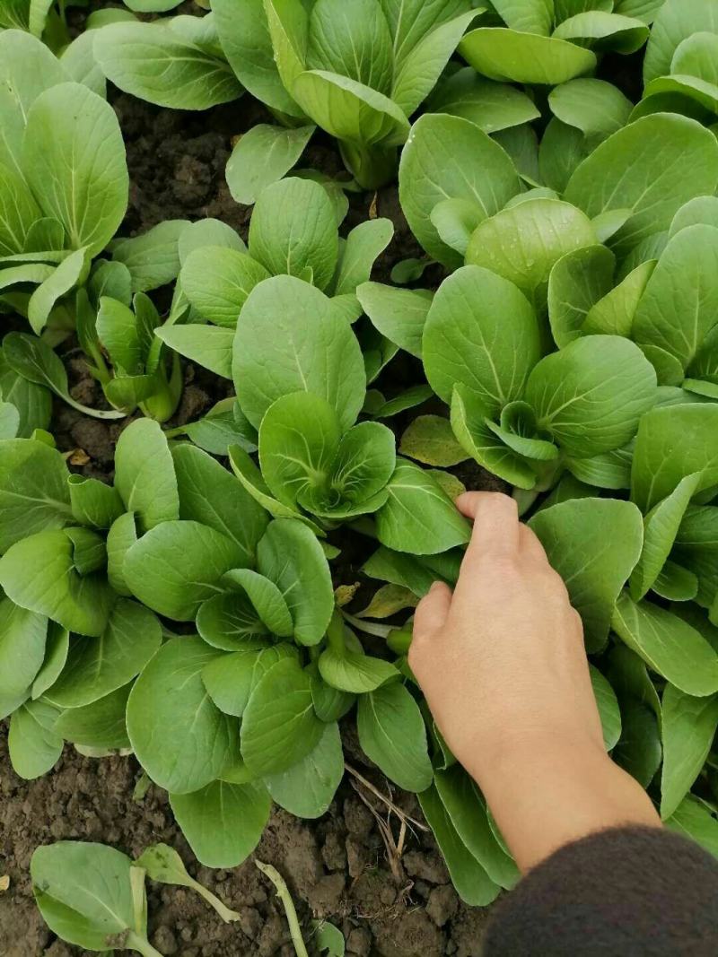 精品油菜安徽万亩上海青大中小颗油菜大量供应量大从优