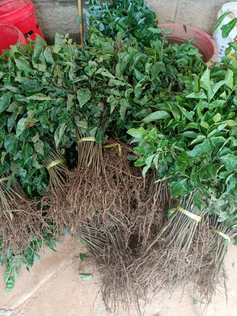 供应山黄皮果苗，黄皮果实生苗