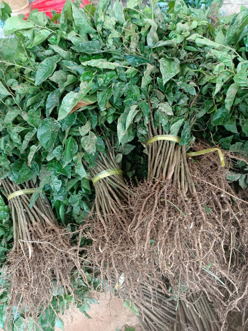 供应山黄皮果苗，黄皮果实生苗