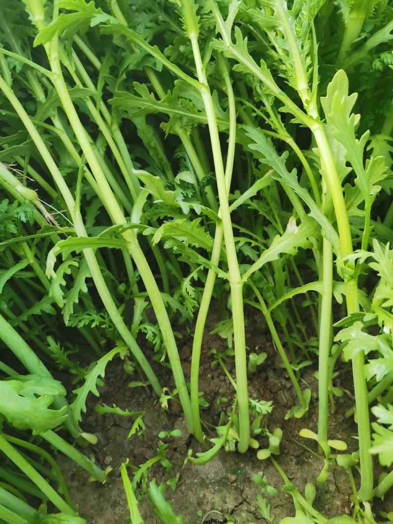 茼蒿菜，便宜茼蒿菜，山东潍坊茼蒿菜，现割现发，大量现货