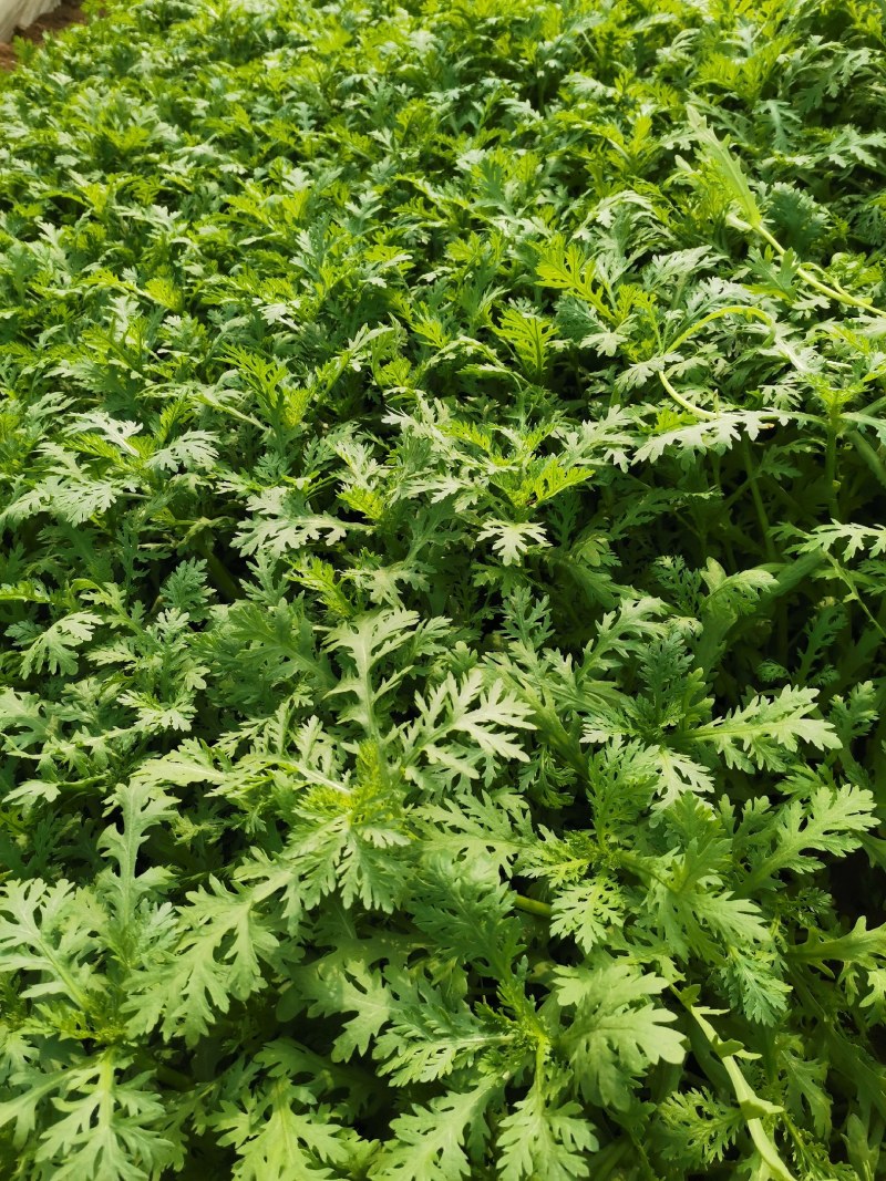 茼蒿菜，便宜茼蒿菜，山东潍坊茼蒿菜，现割现发，大量现货