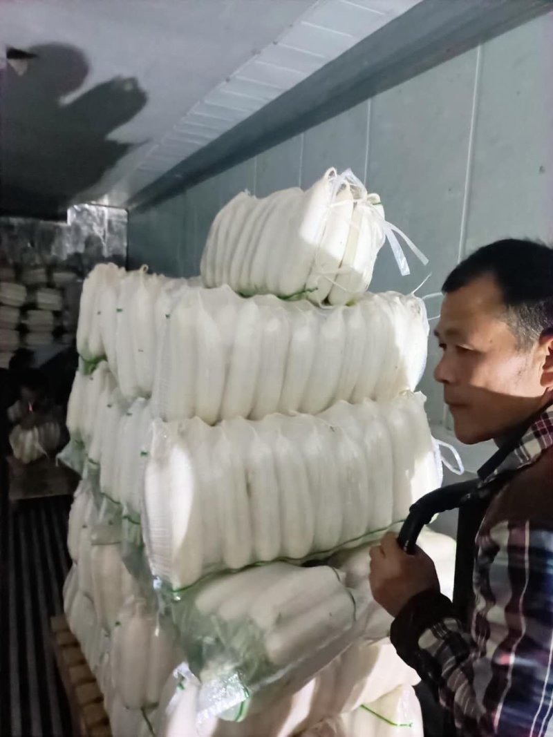【牛商推荐】大量供应优质雪白萝卜品质保障货源充足