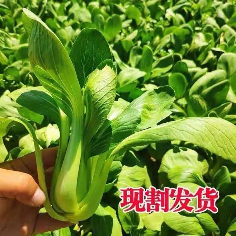 精品上海青安徽上海青万亩基地种植全国发货量大从优