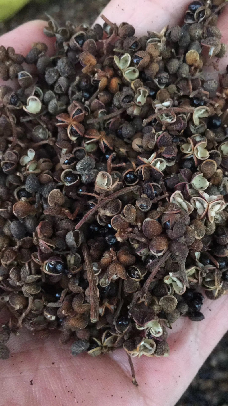 广西土花椒泡脚专用款