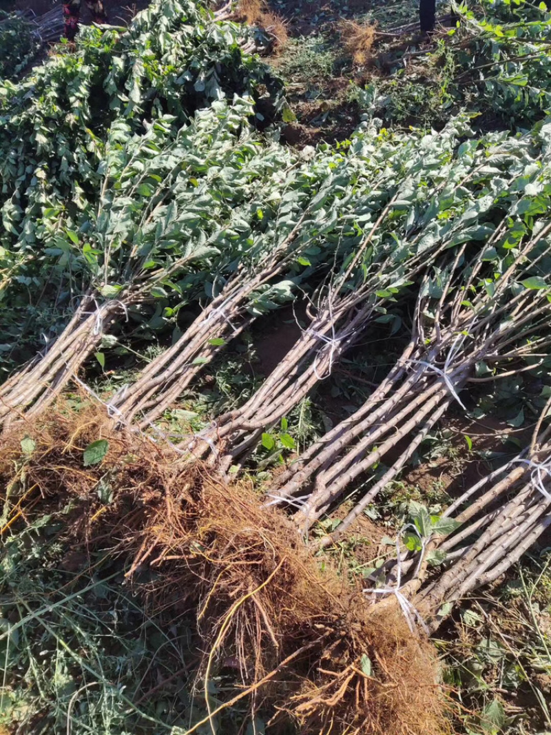 西梅李子苗（包技术包成活基地发货）带叉分枝根系发达