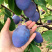 西梅李子苗（包技术包成活基地发货）带叉分枝根系发达