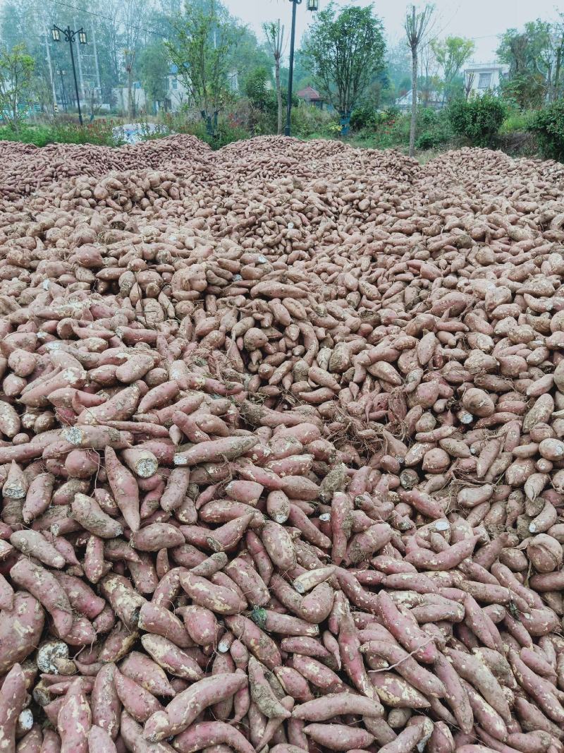 安徽亳州黑土地商暑19红薯加工薯工厂粉货