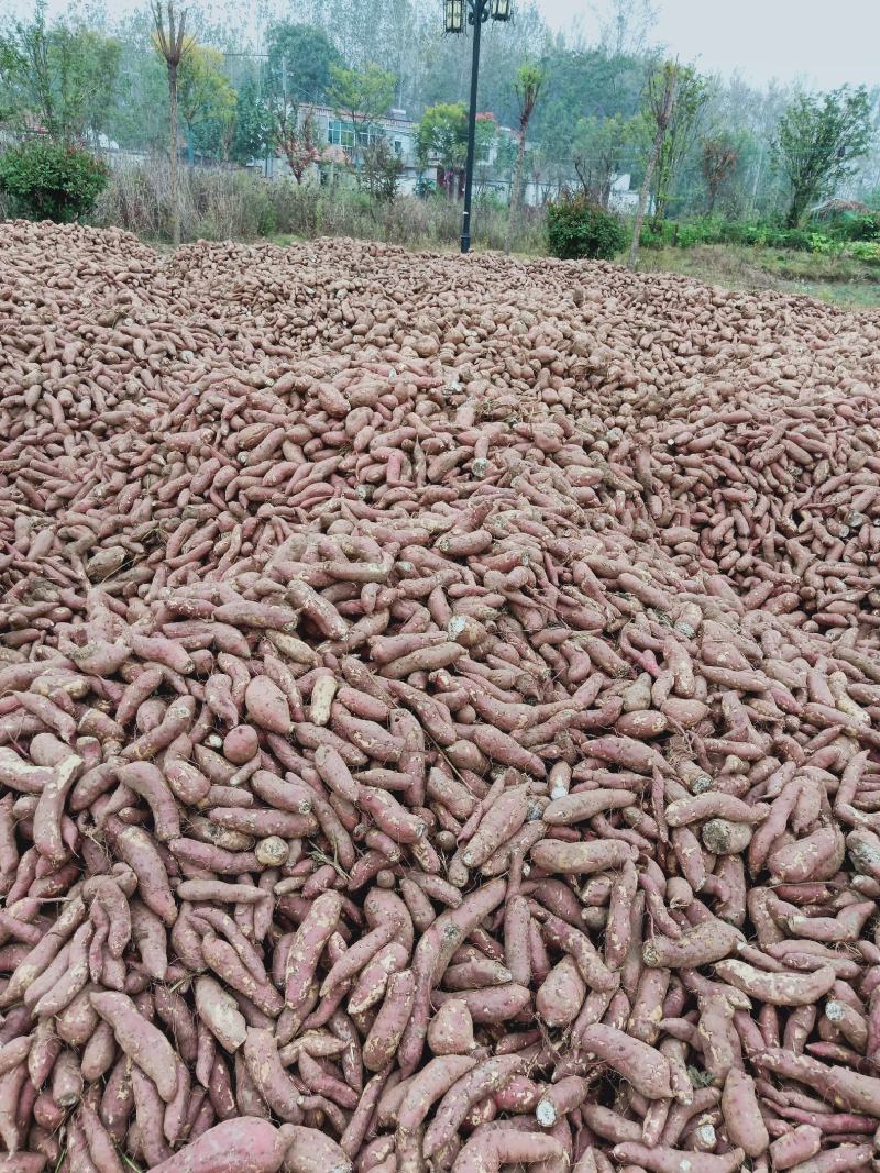 安徽亳州黑土地商暑19红薯加工薯工厂粉货