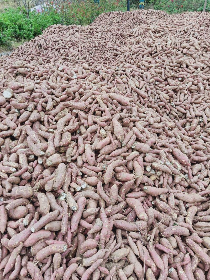 安徽亳州黑土地商暑19红薯加工薯工厂粉货