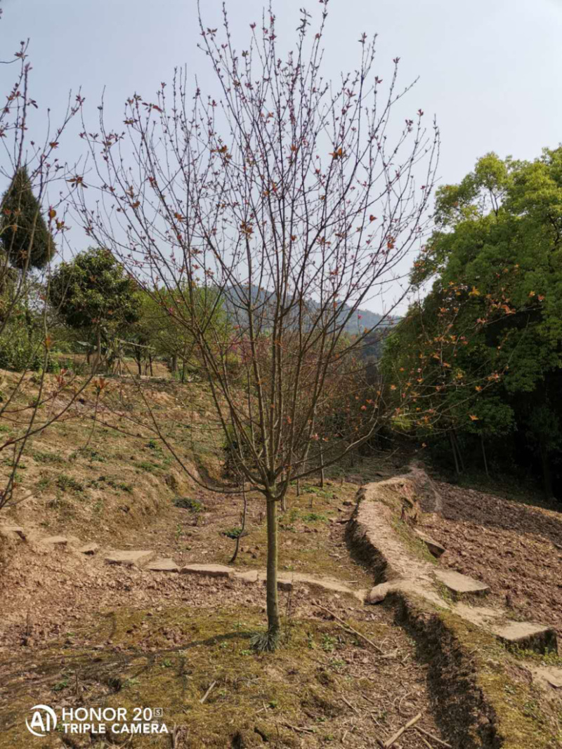 垂丝海棠5公分，大量出售，自产自销，价格优惠