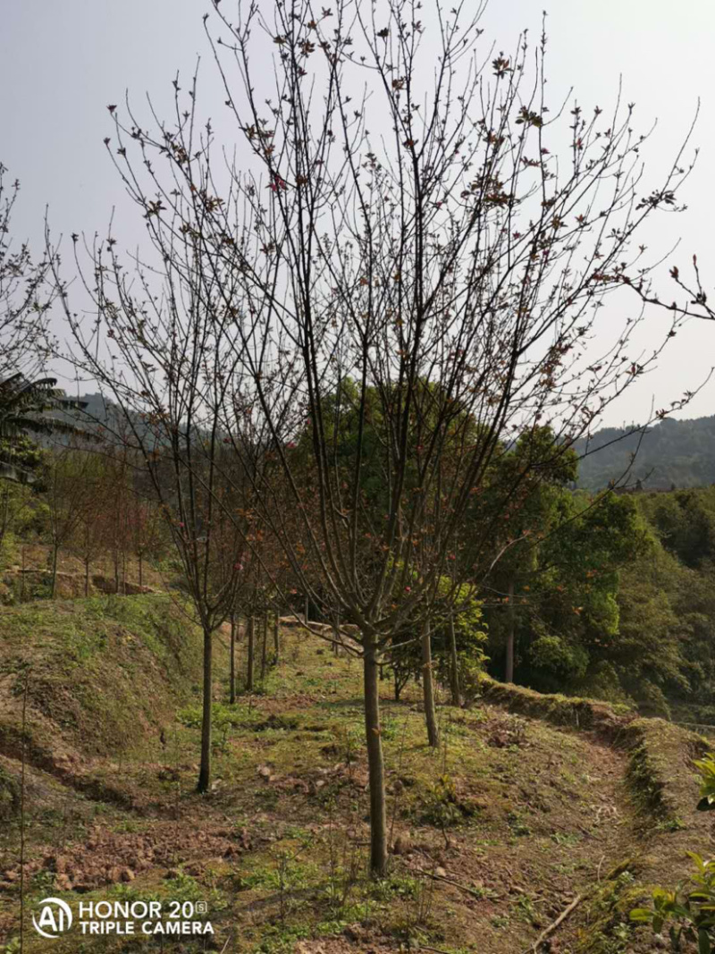 垂丝海棠5公分，大量出售，自产自销，价格优惠