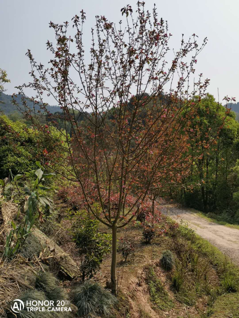 垂丝海棠5公分，大量出售，自产自销，价格优惠