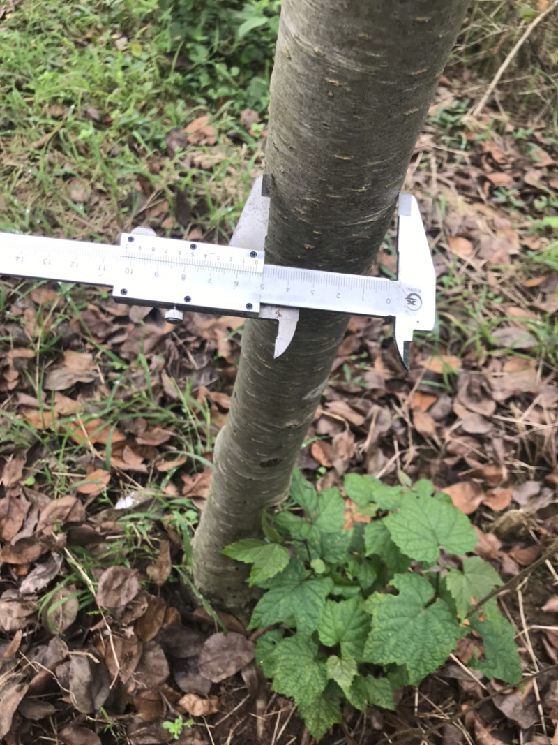 垂丝海棠5公分，大量出售，自产自销，价格优惠