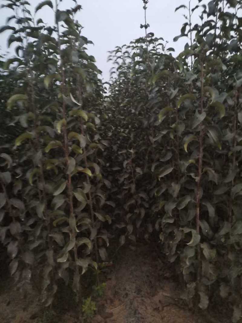 晚秋黄梨树苗，成活率高，技术指导，保品种，可签合同