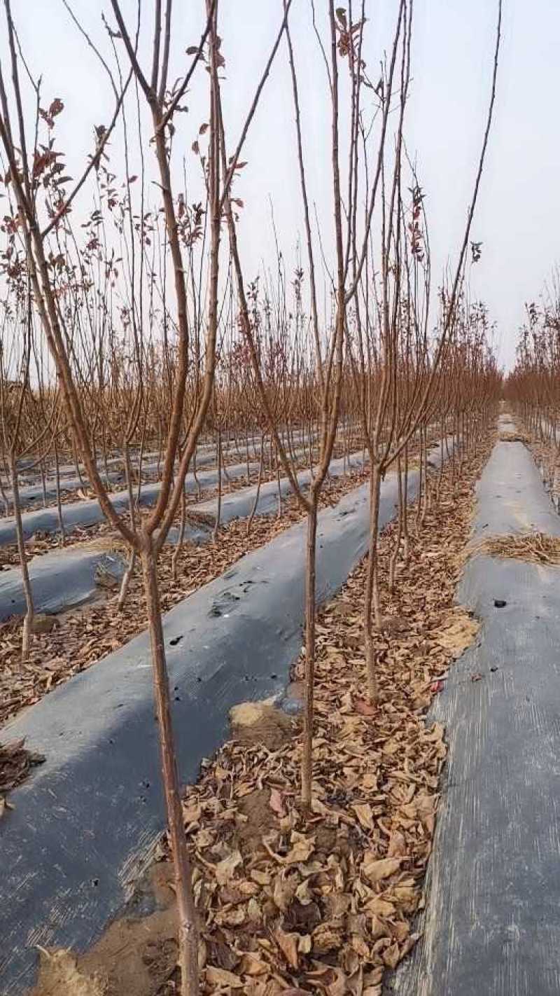 国丰7号李子苗，保纯度，包技术指导，可签订合同