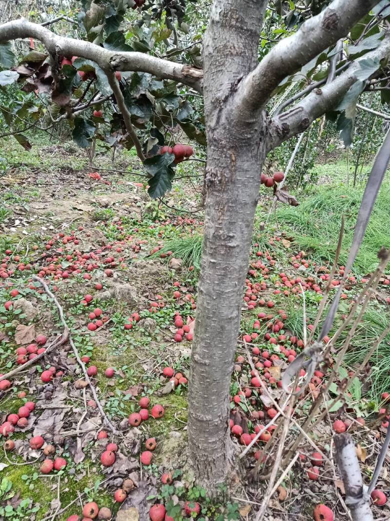 山楂树，绿化风景之优美，占地树下金钱贵，自家种植量大从优