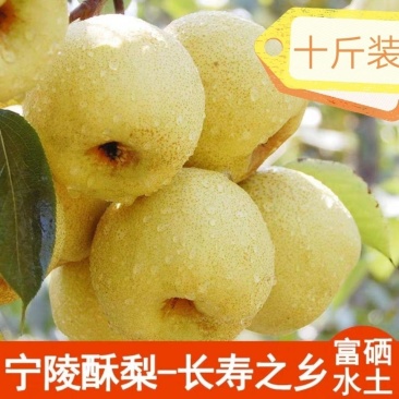 金顶谢花酥梨，皮薄多汁，甜度高，批发零售，对接无痕电商，