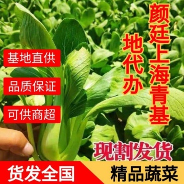 精品上海青安徽上海青万亩基地种植全国发货量大从优
