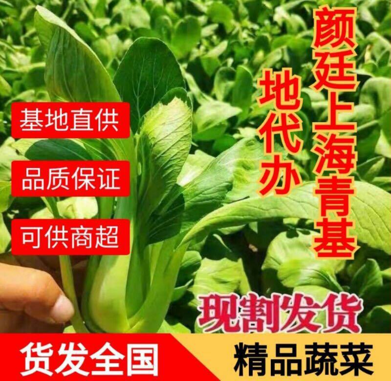 精品上海青安徽上海青万亩基地种植全国发货量大从优