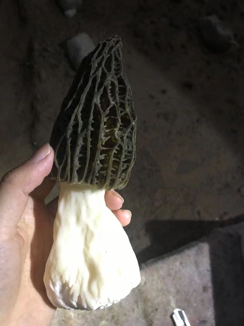 新鲜羊肚菌预售预计12月底上市欢迎联系来电咨询洽谈合作