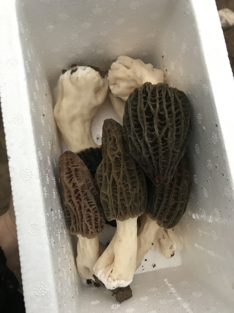 新鲜羊肚菌预售预计12月底上市欢迎联系来电咨询洽谈合作