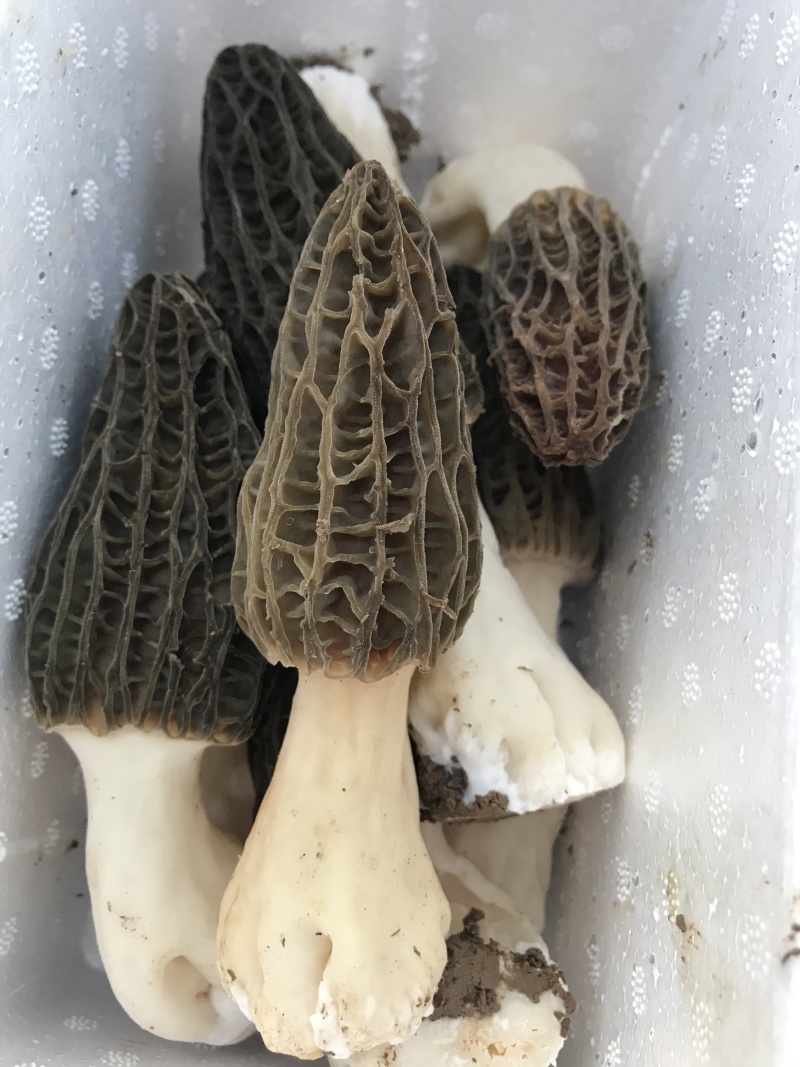 新鲜羊肚菌预售预计12月底上市欢迎联系来电咨询洽谈合作