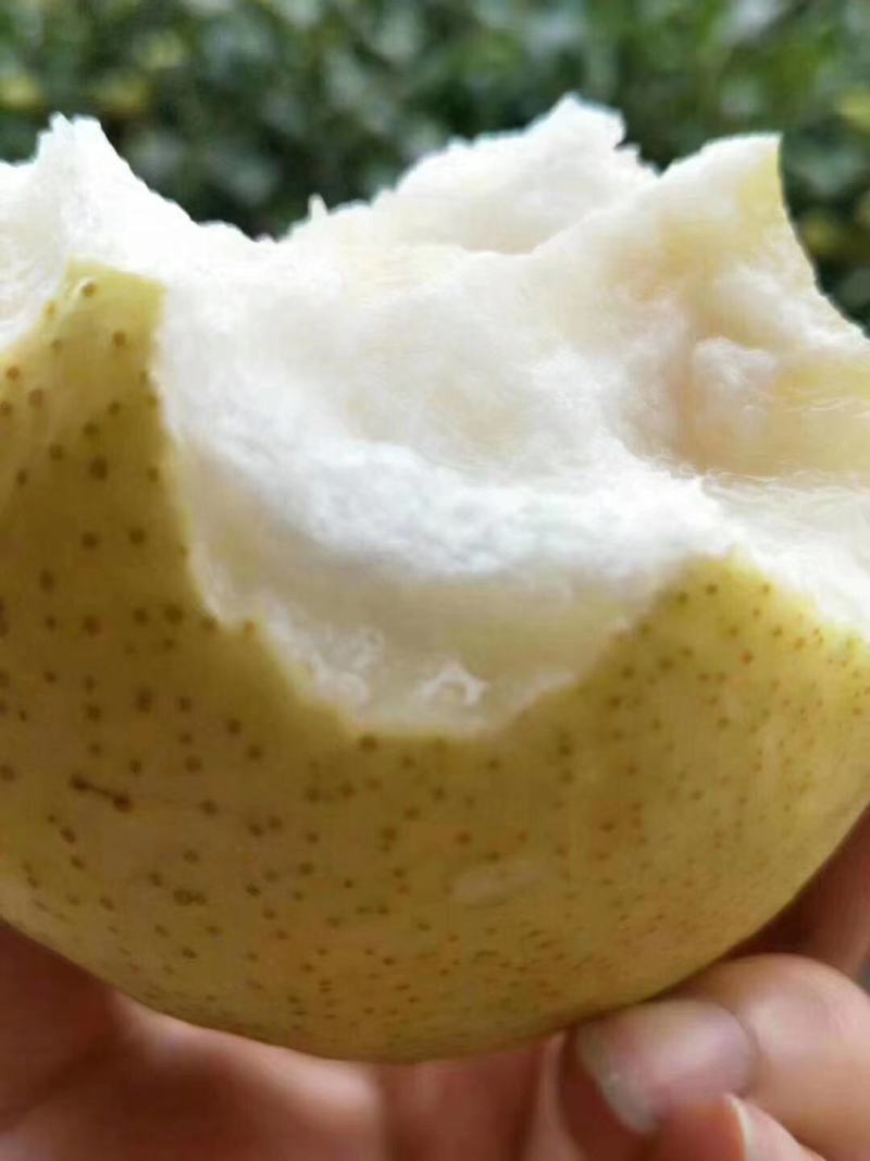 金顶谢花酥梨，皮薄多汁，甜度高，批发零售，对接无痕电商，