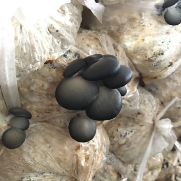 蘑菇出菇袋平菇出菇菌棒厂家直销到家就出菇