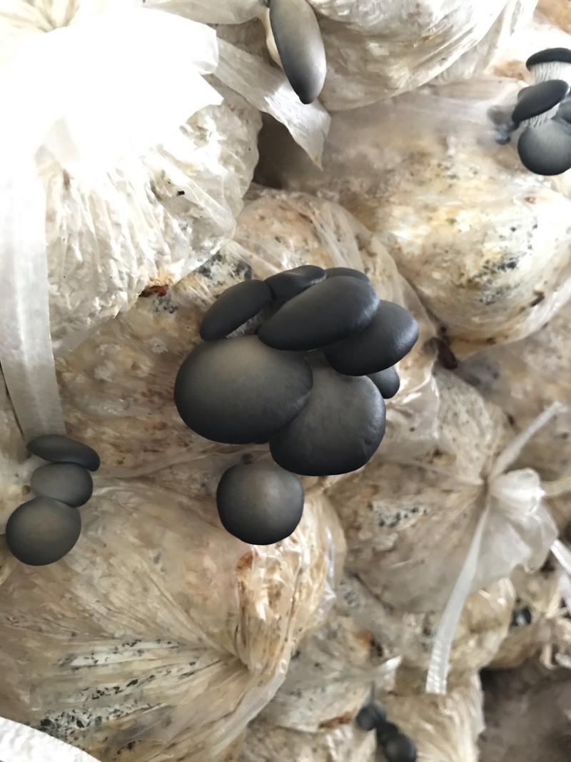 蘑菇出菇袋平菇出菇菌棒厂家直销到家就出菇