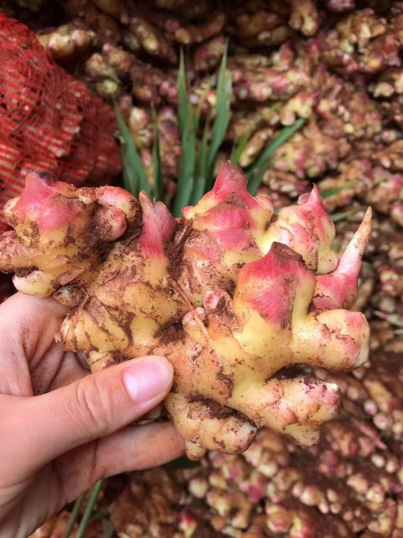姜，生姜，大量现货供应
