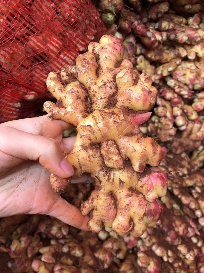 姜，生姜，大量现货供应