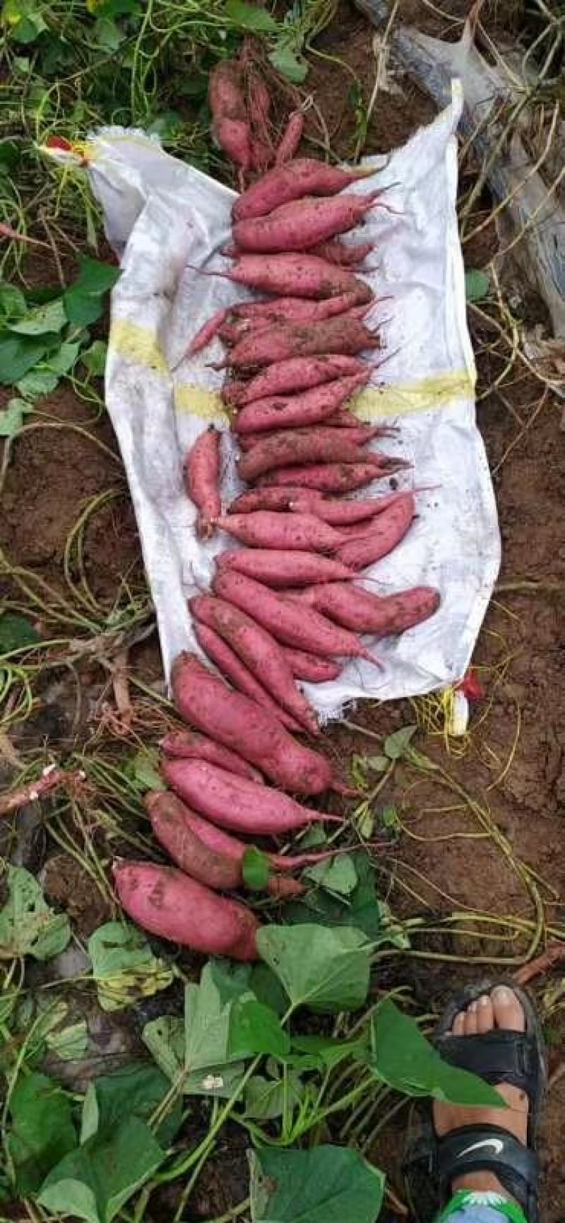河南春红薯商薯19白心加工薯商品红薯陆续大量上市求合作
