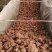 河南新鲜西瓜红地窖商薯19等品种通货大量上市求合作