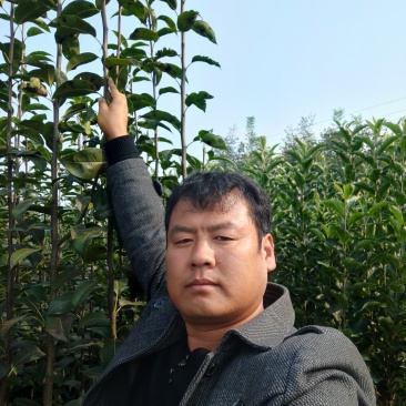 王林苹果苗河北省秦皇岛市昌黎县小海果蔬销售中心