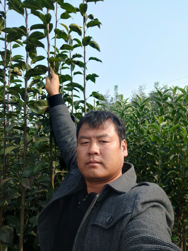 王林苹果苗河北省秦皇岛市昌黎县小海果蔬销售中心