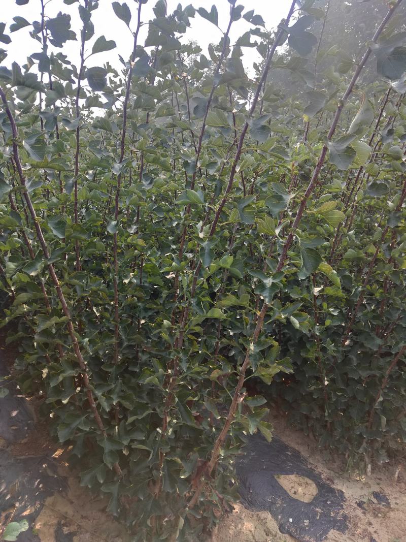 王林苹果苗河北省秦皇岛市昌黎县小海果蔬销售中心