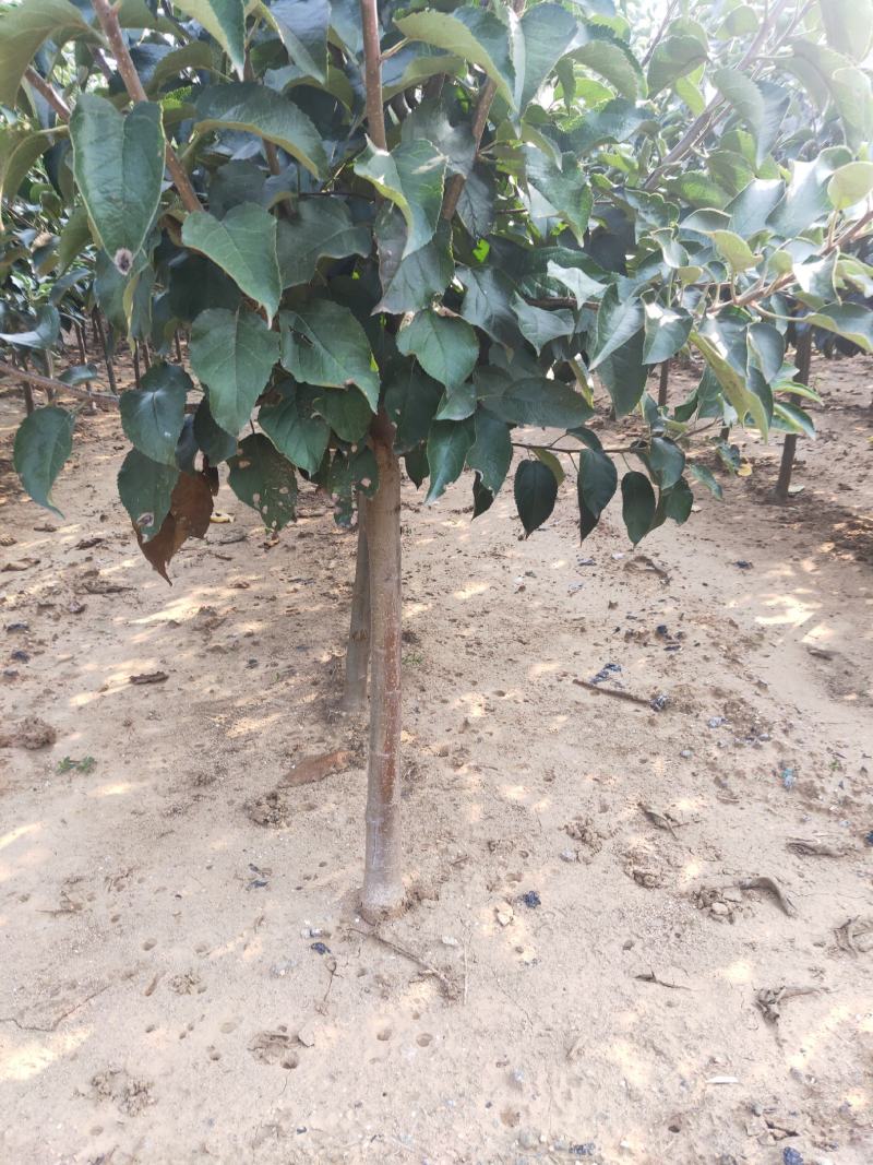王林苹果苗河北省秦皇岛市昌黎县小海果蔬销售中心